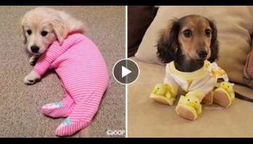 28 Adorable Pics Of Pups In Pajamas That Will Almost Certainly Melt Your Heart